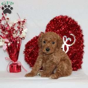 Nile, Mini Goldendoodle Puppy